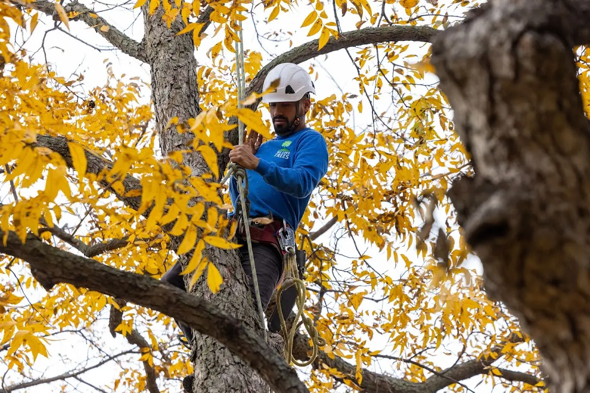 Skilled Tree Pruning crew working in Seagraves